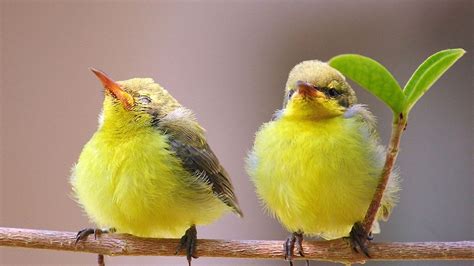 Cute Bird Wallpapers Wallpaper Cave