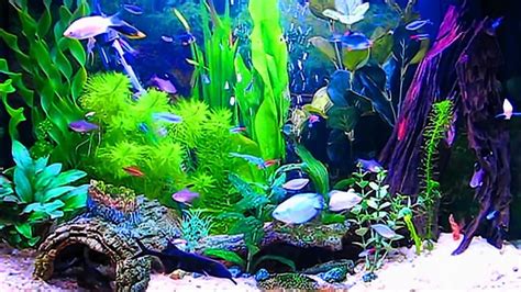 Fish Aquarium Wallpapers Wallpaper Cave