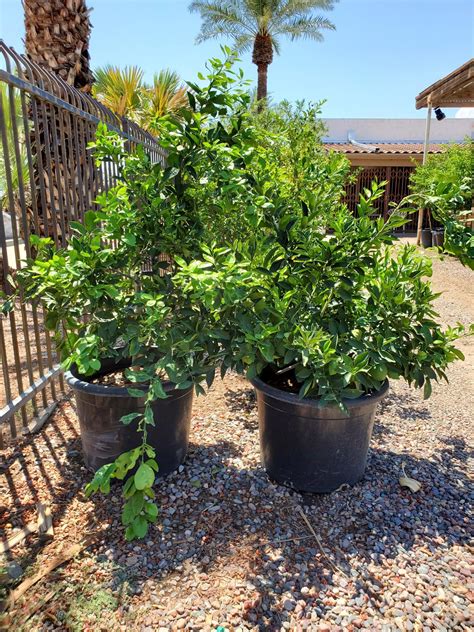 Dwarf Navel Orange Citrus Dwarf Orange Wash Navel Treeland Nurseries