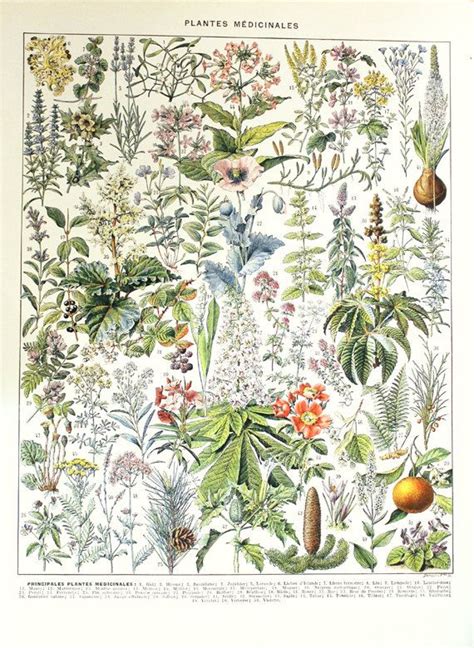 1936 Vintage Botanical Illustration Vintage Medicinal Plants Poster G