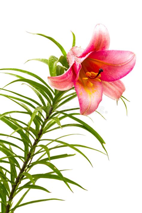 Oriental Lily Stock Photo Image Of Lily Engagement 12941808