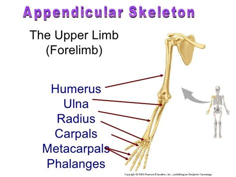 Human Skeletal System Movement And Locomotion