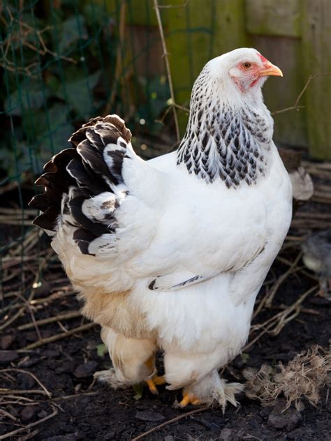 Largest Chicken Breeds The Imperfectly Happy Home