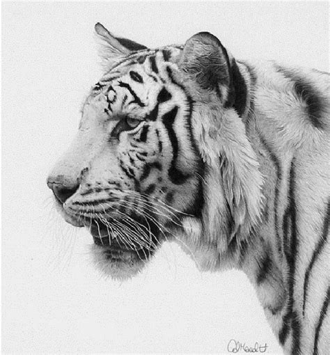 19 nature drawings free premium. Realistic pencil drawing by Clive Meredith - Art Kaleidoscope