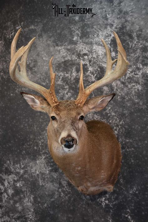 Whitetail Deer Taxidermy Shoulder Mount For Sale Sku 1510 All Taxidermy
