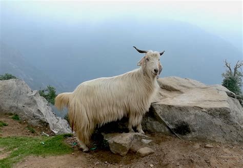 R Fabulous Mountain Goat Is Fabulous Himachal Pradesh Rindia