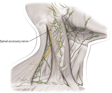 Posterior Cervical Lymph Node Chain Green And Course Of The San