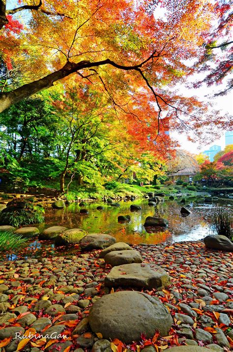 The Amazing Autumn Foilage And Colours Of Japan Koishikawa Gardens In
