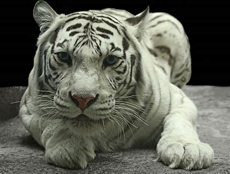 White Tiger Hd Wallpapers Pixelstalknet