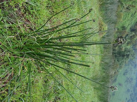 West African Plants A Photo Guide Schoenoplectus Brachyceras
