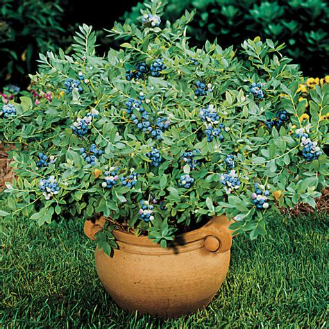 How To Grow Blueberries In Pots The Tree Center™