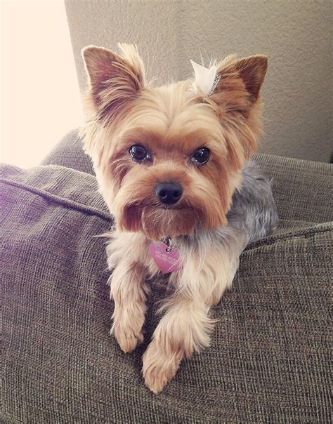 85 Best Yorkie Haircuts Images On Pinterest Yorkie Yorkie Haircuts