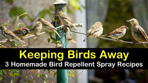 Keeping Birds Away Homemade Bird Repellent Spray Recipes Bird Repellents Bird Repellent