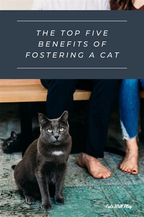 The Top Five Benefits Of Fostering A Cat Cats Will Play