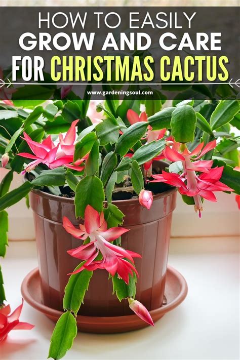 How To Easily Grow And Care For Christmas Cactus Christmas Cactus