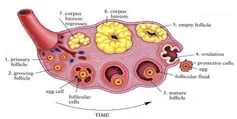 Anatomy Of Human Ovary Labelled Diagram Zazzle