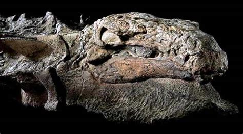 Best Preserved 110 Million Year Old Dinosaur Discovered Wordlesstech