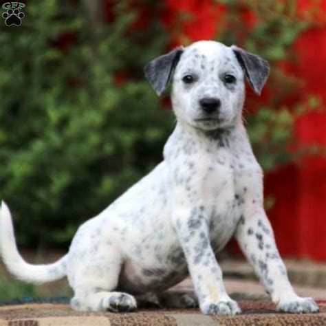 Dalmatian Mix Puppies For Sale Greenfield Puppies