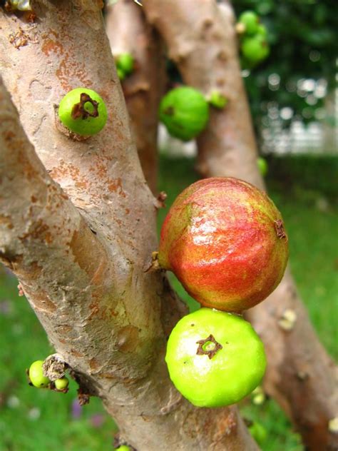 We specialize in unusual fruiting plants, trees, vines, and shrubs that produce edible nuts and fruits. An unusual tree called JABOTICABA, on which fruit grow ...