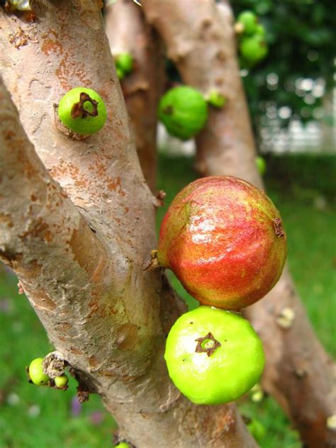 Fruits are 1 inch long, edible and attractive to wildlife. An unusual tree called JABOTICABA, on which fruit grow ...