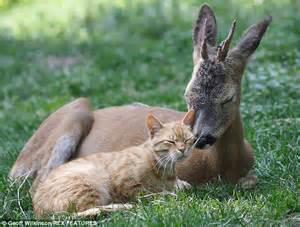 Whats That Deer Cat Begins An Unlikely Relationship At A Zoo Daily