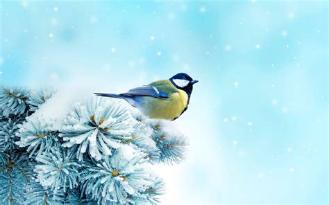Beautiful Snow Bird Wallpaper 6776495