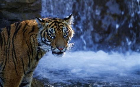 Hd Wallpaper Cats Tiger Wallpaper Flare