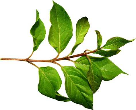 Branch Green Leaf Transparent Png Stickpng