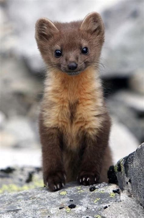 A Young Pine Marten The Worlds Cutest Assassin Cute Baby Animals