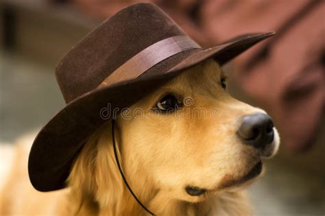 A Dog Wear Cowboy Hat Stock Photo Image Of Twee Mammals 3257706