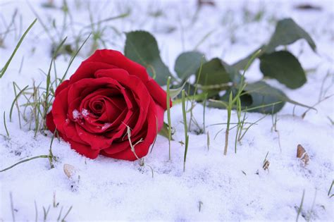 Roses In Snow Wallpapers Top Free Roses In Snow Backgrounds