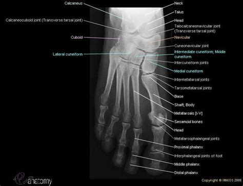 The ankle joint, tendons of the ankle joint foot anatomy vector illustration. Superior radiograph of the foot with all anatomical ...