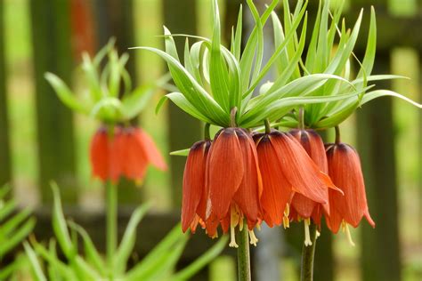 Growth Day Blooming Lilies Food Fritillaria Imperialis Plant