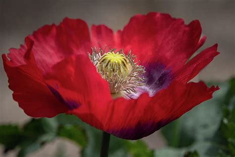 Red Iceland Poppy 9468 By Tl Wilson Photography Photograph By Teresa