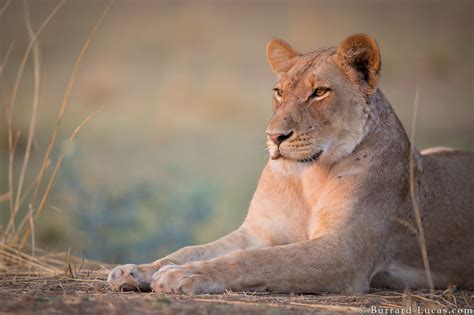 Lioness At Dawn Burrard Lucas Photography