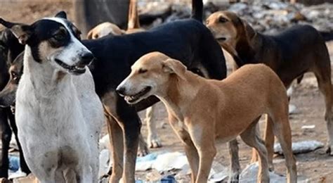 غضب من فيديو لقتل كلاب ضالة مسالمة من قبل بلدية جرش شاهد رؤيا الإخباري
