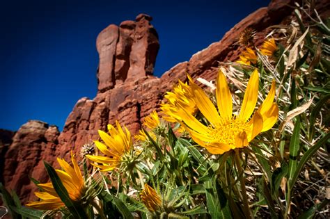 South West Desert Landscape Plants