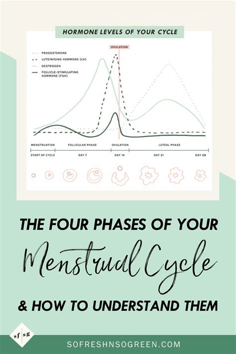 cycle syncing guide a cheatsheet to understanding supporting your monthly menstrual cycle