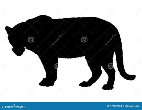 Leopard Silhouette Isolated On White Background Stock Vector