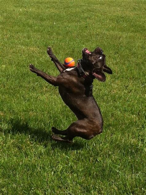 Dog Not Catching A Ball Funny