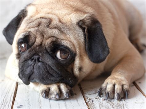 Perro Pug Triste Con Grandes Ojos Acostado En El Piso De Madera Foto