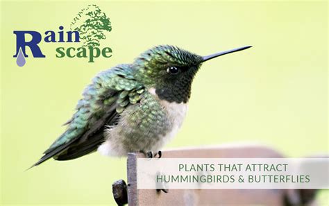 Install a water garden, a bird bath or a catch basin for rain. Plants that attract hummingbirds | Plants that attract ...