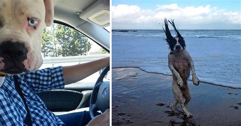 21 Hilarious Dog Moments Captured Just At The Right Time