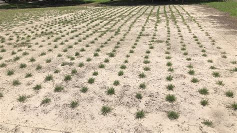 When Is The Best Time To Plant Grass Plugs Sod Solutions