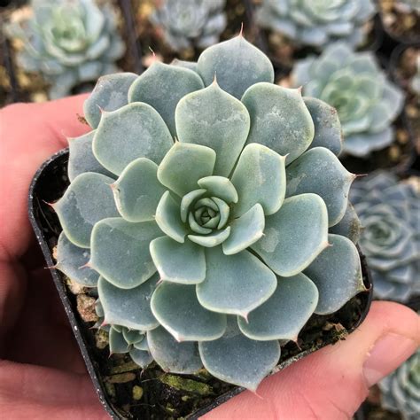 Echeveria Azulita 2 Pot Little Prince To Go