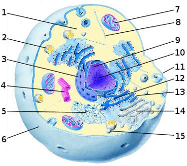 The structure labeled x is most likely a. Questions And Answers On Labeled/Unlebled Diagrams Of A Human Cell - thet0ast