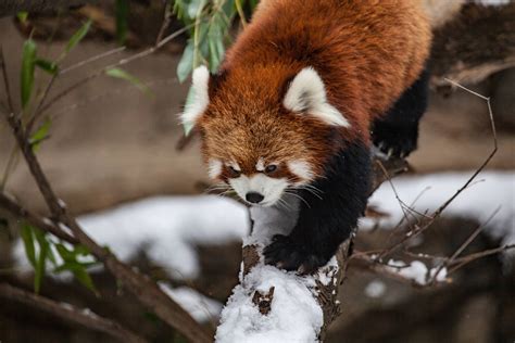 Red Panda Chicago Zoo Fonds Décran Arrières Plan 5616x3744 Id