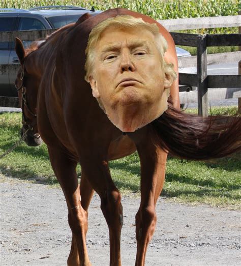 Horses Ass Notthebestoftimes