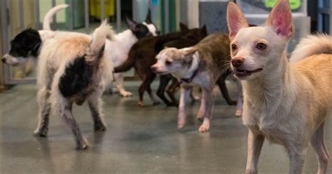 23 Rescued Chihuahuas That Need Your Help