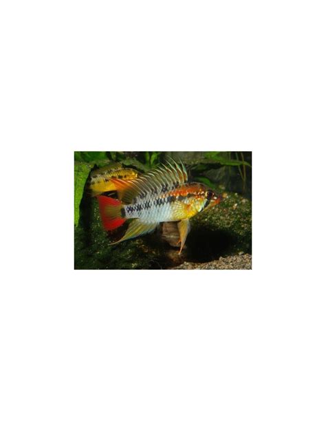 Apistogramma Macmasteri 4 5cm Pareja